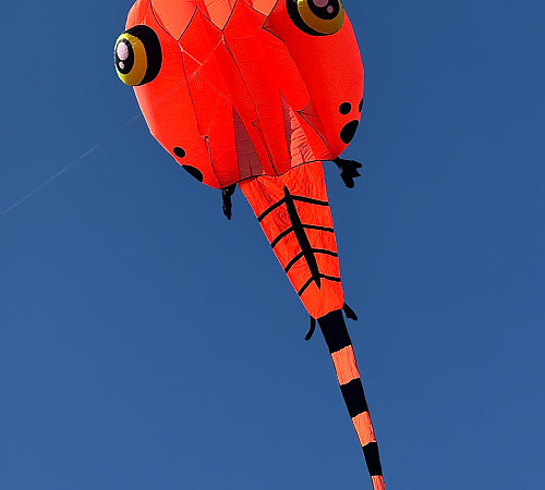 DRACHEN 2026-26